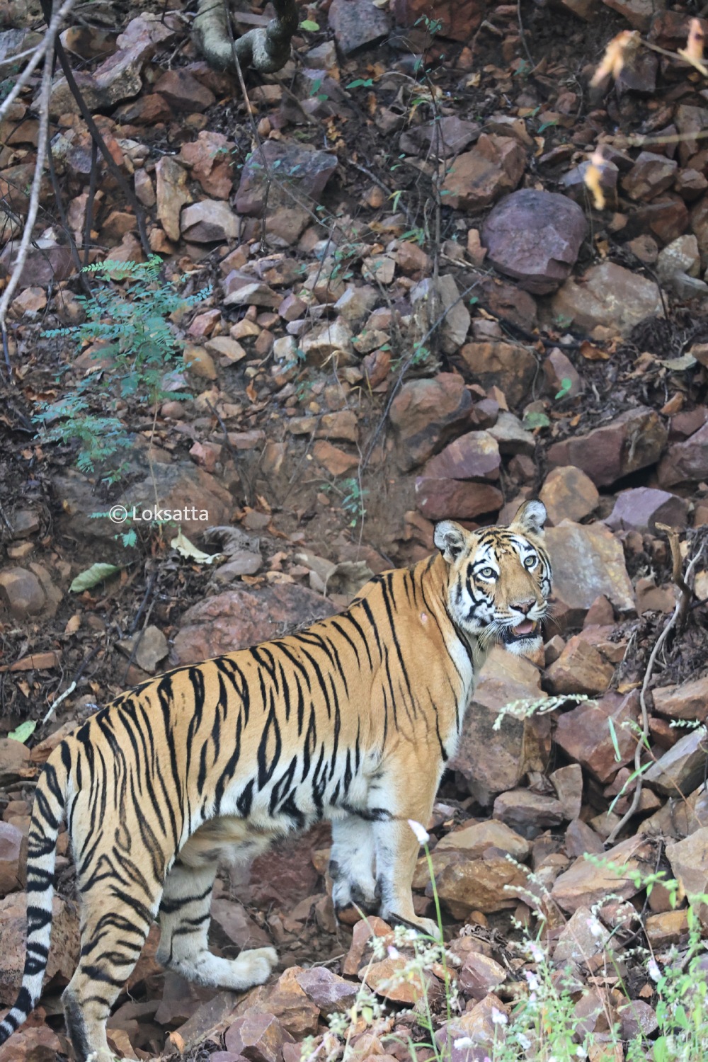 T-17 Tigress Information Photos