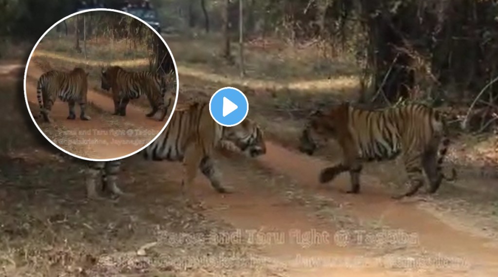 TIGER FIGHT IN FOREST