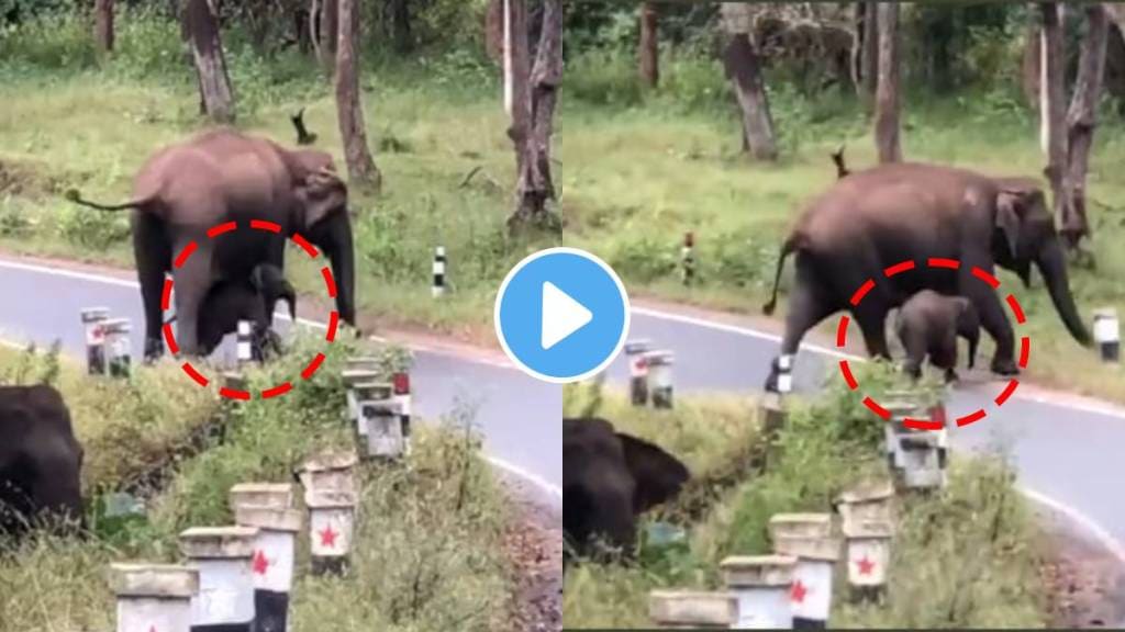 Viral Video Elephant Teaches Calf How to Cross Road IAS Officer Says Its A Sad Reality Viral Video Elephant Teaches Calf How to Cross Road IAS Officer Says Its A Sad Reality