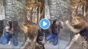 Viral Video Young women try to tease lion he gets angry over it watch what happens next
