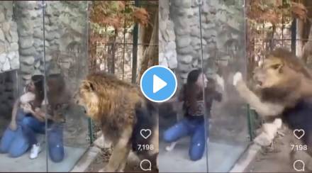 Viral Video Young women try to tease lion he gets angry over it watch what happens next Viral Video Young women try to tease lion he gets angry over it watch what happens next