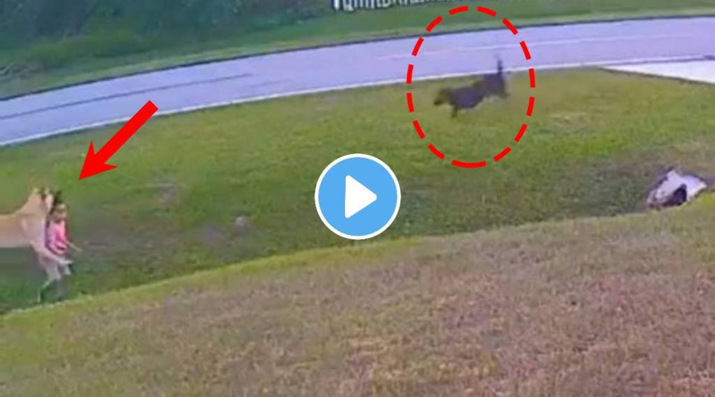 Viral Video pet dog saves small kid who is attacked by dog Netizens praise this heroic act Viral Video pet dog saves small kid who is attacked by dog Netizens praise this heroic act