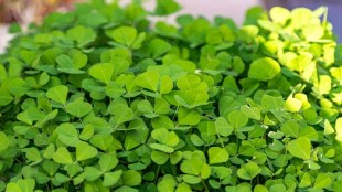 What Are The Health Benefits Of Fenugreek Eating In Winter Can Be Beneficial For The Body In Many Ways