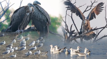 Migratory birds ujjani reservoir Migratory birds ujjani reservoir