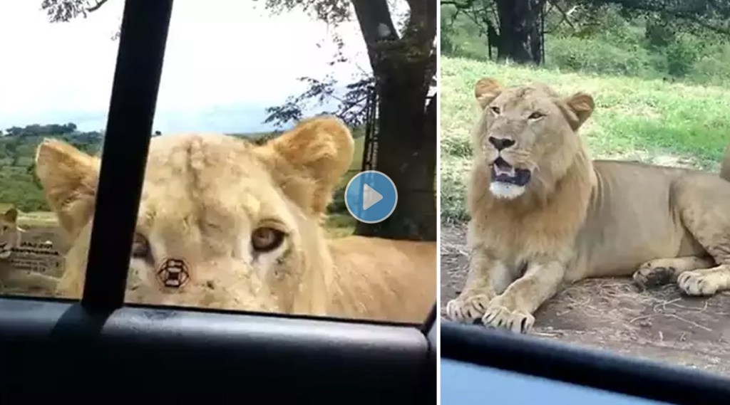 jungle safari video