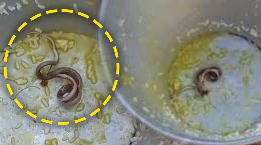 Snake found in students meal viral news