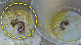Snake found in students meal viral news