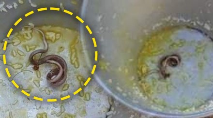 Snake found in students meal viral news