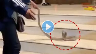 Indian cobra viral video on attack