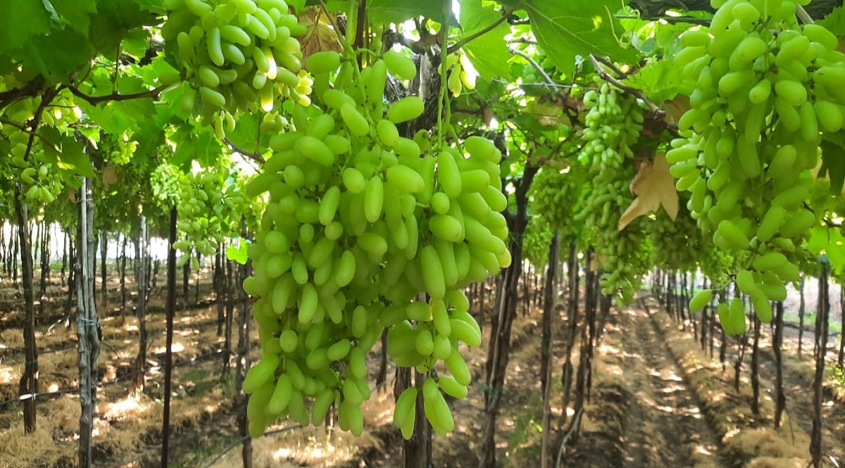 grape Tasgaon area sangli