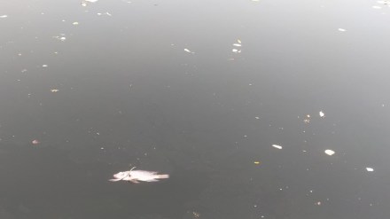 Dead fish Vimala lake Uran