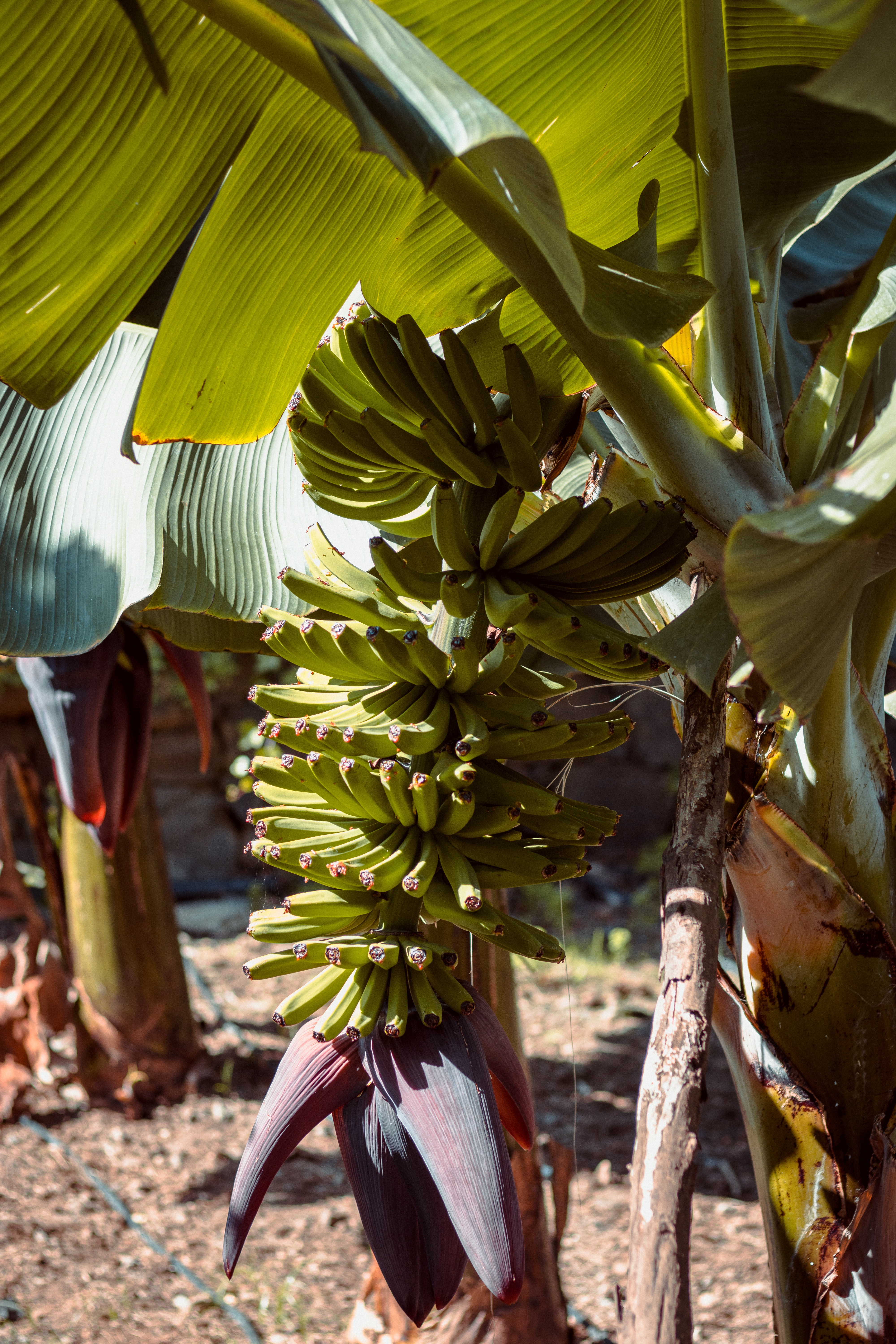 banana shape