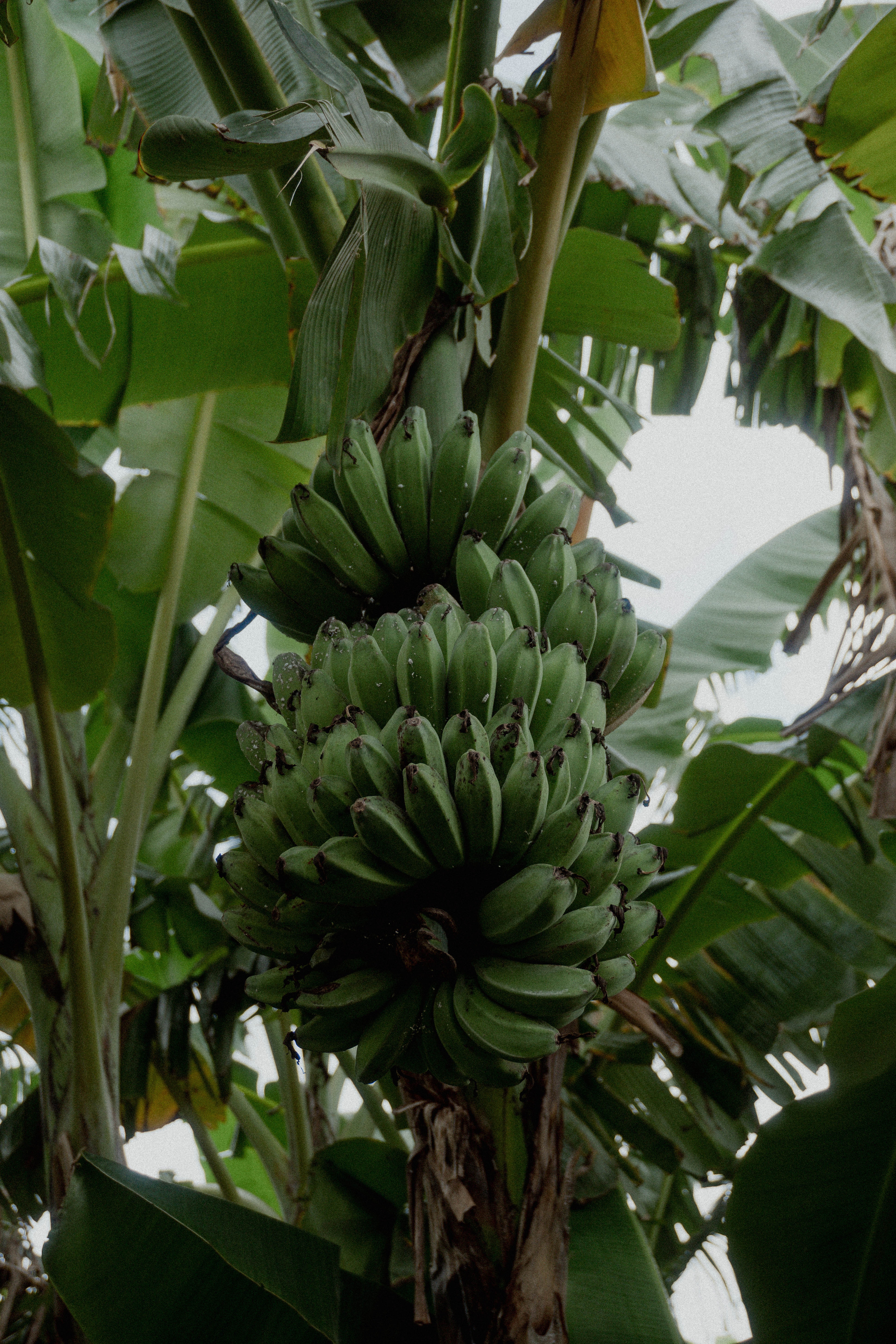 banana shape