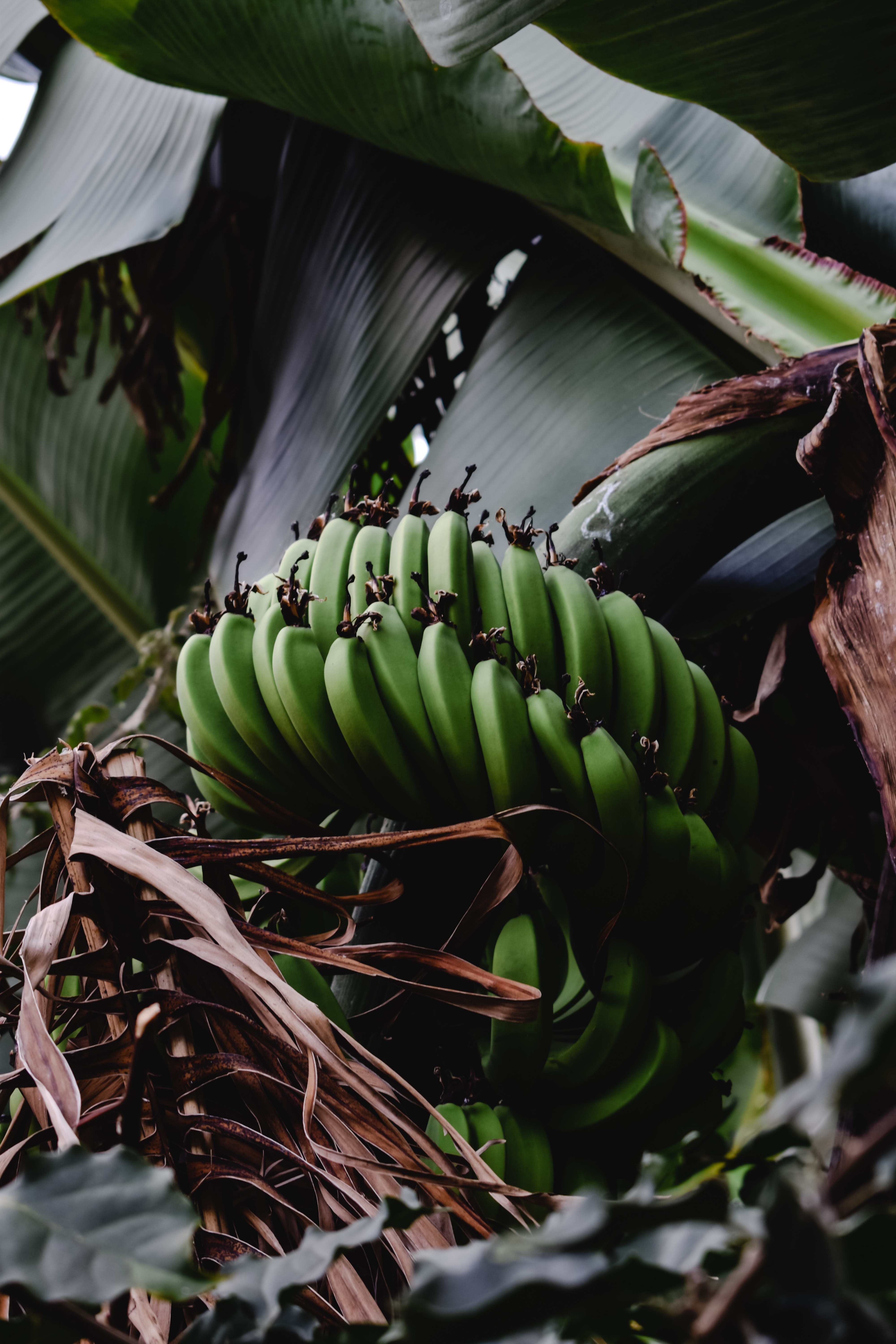 banana shape