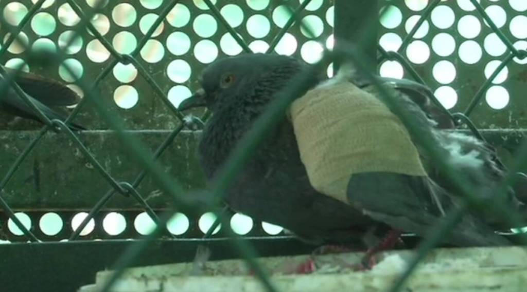 birds get injured by kite string