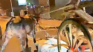 illegal bullock cart race on mira bhayandar flyover