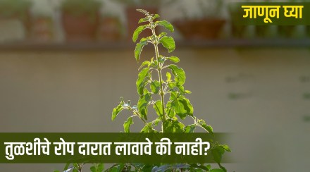 Tulsi Vastu Tips