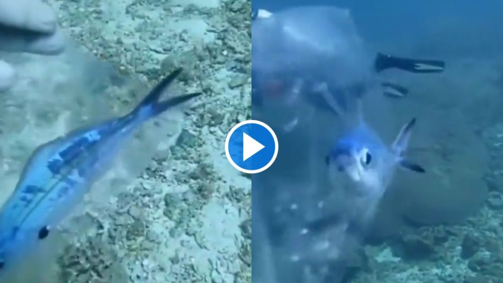 Fish trapped in a plastic bag
