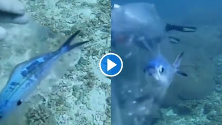 Fish trapped in a plastic bag