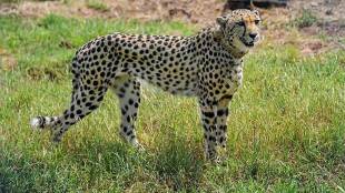 cheetah