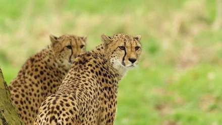 cheetahs