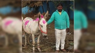 A huge turnover in the traditional donkey market of Jejuri
