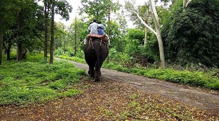 elephant safari