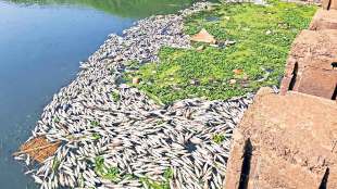 fish found dead in panchganga river