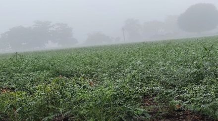 fog farmers worried