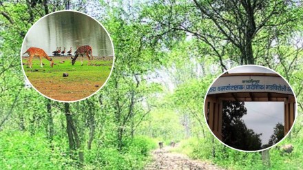 forest department
