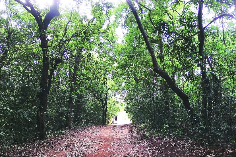 nashik forest pond dried