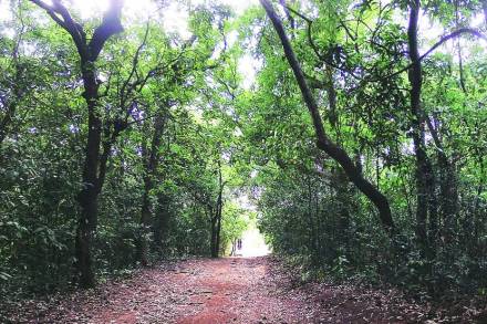 nashik forest pond dried