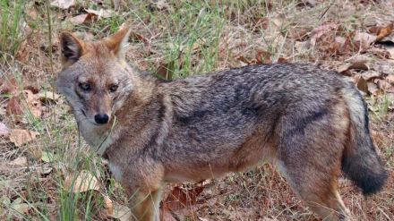 fox fox
