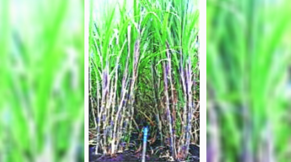 Sugarcane