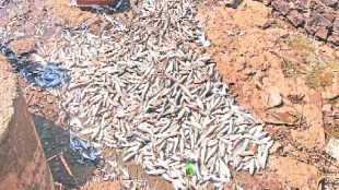 fish dead in panchganga river