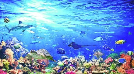 Marine animal life