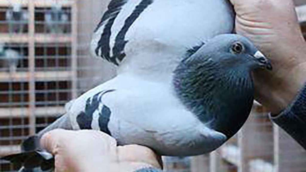firefighter injured while rescuing pigeon