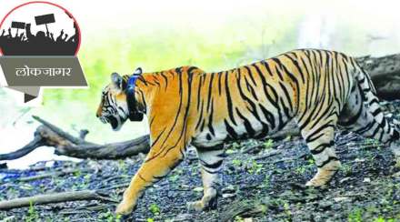 lokjagar