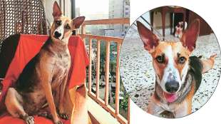 rules for pets animals required in the society