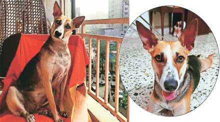 rules for pets animals required in the society