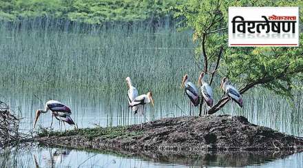 विश्लेषण : राज्यातील पाणथळ जागा का आक्रसत आहेत?