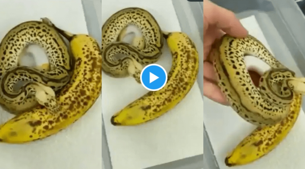 Video Shocking Banana Skin Huge Ball Python Snake 90 Percent People Will Fail After Seeing This Viral Clip Video Shocking Banana Skin Huge Ball Python Snake 90 Percent People Will Fail After Seeing This Viral Clip