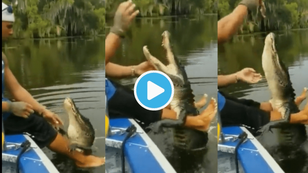 Video Man Feeding Hungry Crocodile By Lifting Her on Legs Check What She Does After Eating Shocking Clip Viral Video Man Feeding Hungry Crocodile By Lifting Her on Legs Check What She Does After Eating Shocking Clip Viral