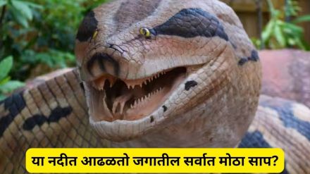 Worlds Biggest Snake