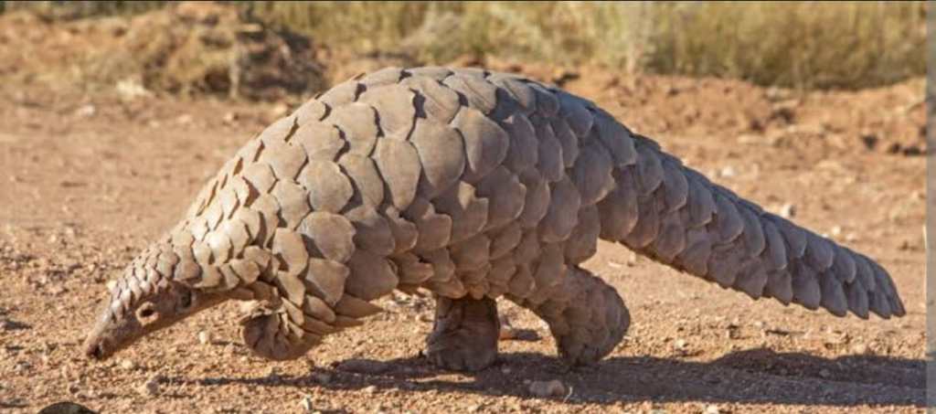 pangolins