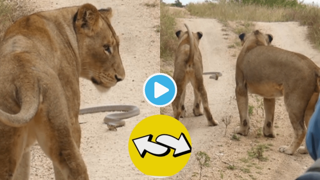 Video King Kobra Scares Huge Lizard And Lioness Netizens Shocked With Animal Fight Viral Clip Online Video King Kobra Scares Huge Lizard And Lioness Netizens Shocked With Animal Fight Viral Clip Online