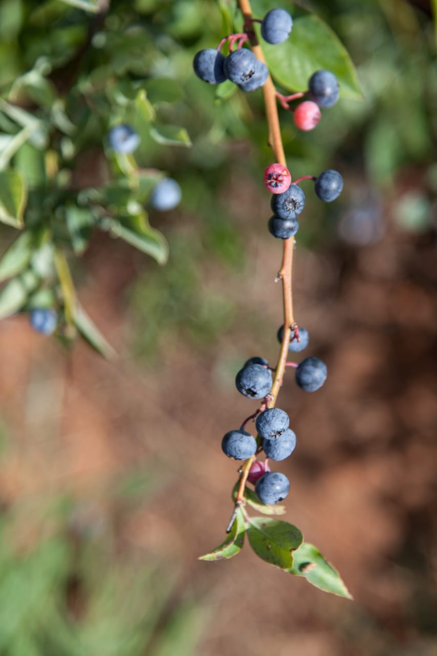Blueberry