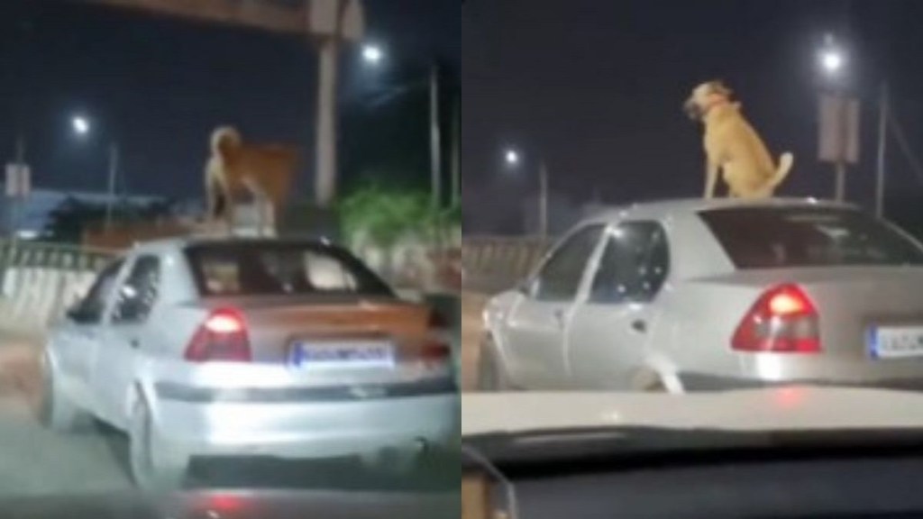 Dog Spotted Travelling Dog Spotted Travelling