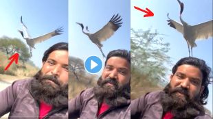 Crane Bird Friendship With A Biker Video