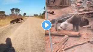 viral ant eater video